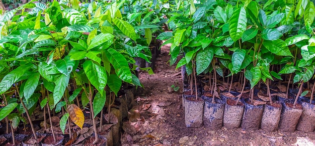 Pflanzung von Kakaosämlingen aus Kakaoplantagen Junge Kakaobäume, die auf dem Grundstück wachsen