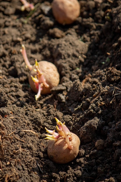 Pflanzung von Kartoffeln im Frühling auf dem Bauernhof Kartoffelen in den Händen Selektiver Schwerpunkt Natur