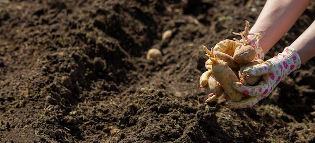 Pflanzung von Kartoffeln im Frühling auf dem Bauernhof Kartoffelen in den Händen Selektiver Schwerpunkt Natur