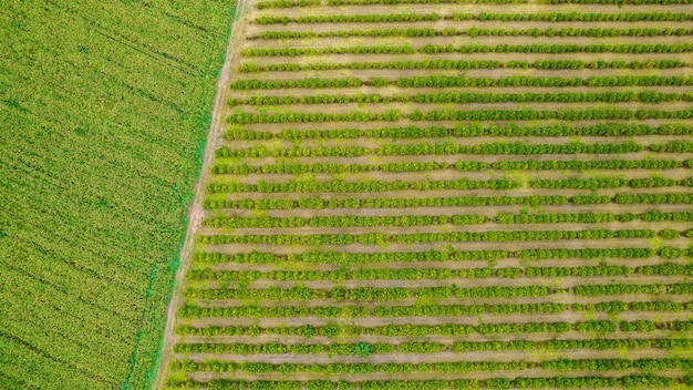 Pflanzung von Reihen von Eukalyptus- und Sojabäumen auf einer Farm in Brasilien, Sao Paulo. Luftaufnahme