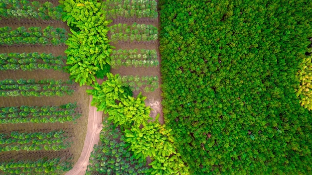 Pflanzung von Reihen von Eukalyptus- und Sojabäumen auf einer Farm in Brasilien, Sao Paulo. Luftaufnahme