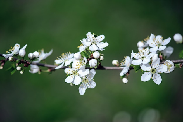 Pflaume Vintage Blumen