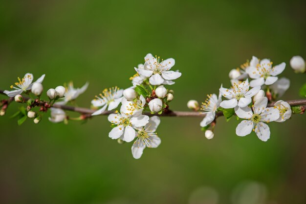 Pflaume Vintage Blumen