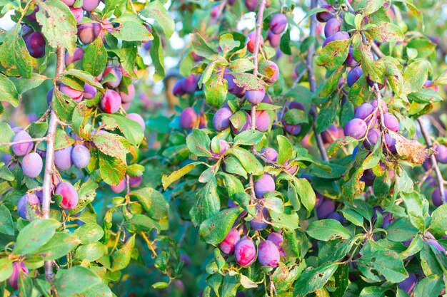 Pflaumen an gebogenen Ästen unter dem Gewicht der Früchte ernten leckere reife Früchte und Beeren für