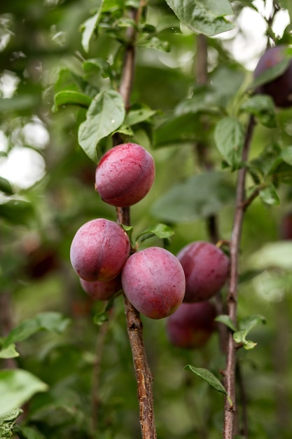 Pflaumen auf den Ästen eines Baumes Landwirtschaftsindustrie