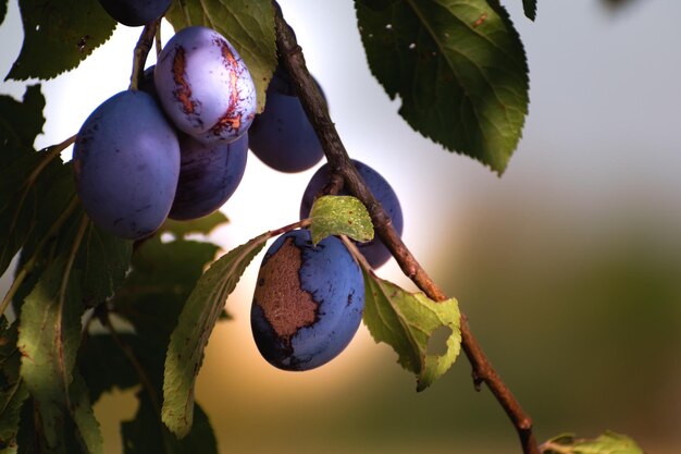 Pflaumen in einem Obstgarten in Frankreich im Sommer Blaue und violette Pflaumen im Garten Prunus Domestica