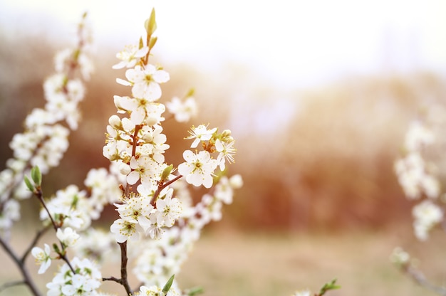 Pflaumen oder Pflaumen blühen weiße Blüten im zeitigen Frühjahr in der Natur. selektiver Fokus. Fackel