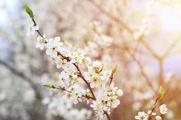 Pflaumen oder Pflaumen blühen weiße Blüten im zeitigen Frühjahr in der Natur. selektiver Fokus. Fackel