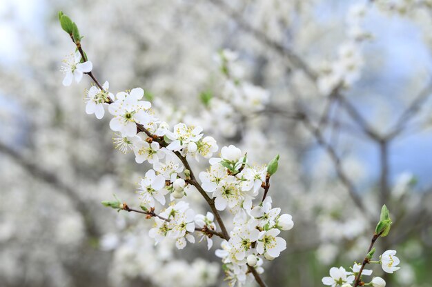 Pflaumen oder Pflaumen blühen weiße Blüten im zeitigen Frühjahr in der Natur.