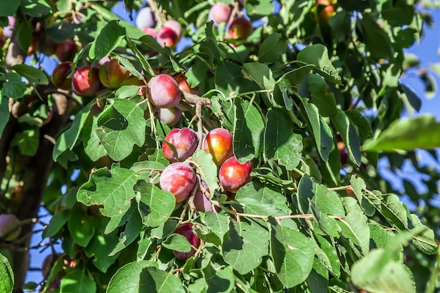 Pflaumen reifen auf einem Zweig Kleine violette Früchte an den Zweigen eines Strauchs