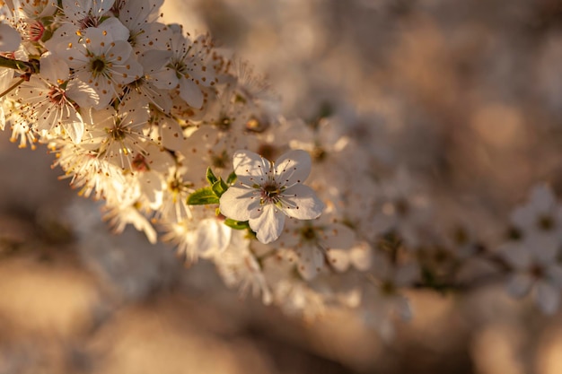 Pflaumenbaum Blumen Detail bei Sonnenuntergang im Frühjahr