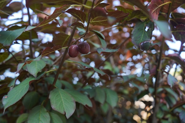 Pflaumenbaum mit lila hängenden Pflaumen