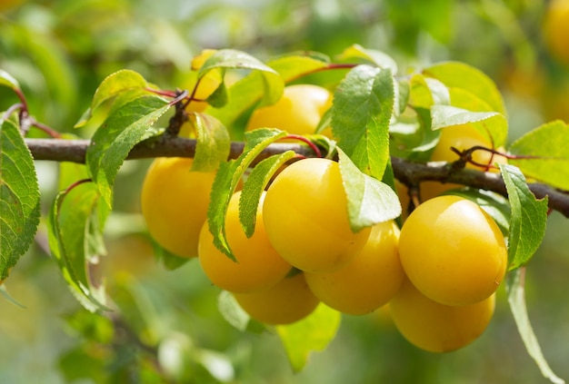 Pflaumenbaum Zweig reifender gelber Pflaumen