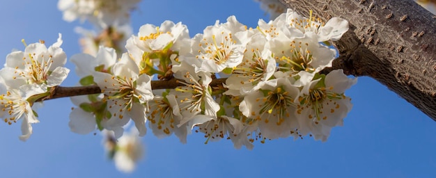 Pflaumenblüte Blumen von Obstbäumen im Frühling