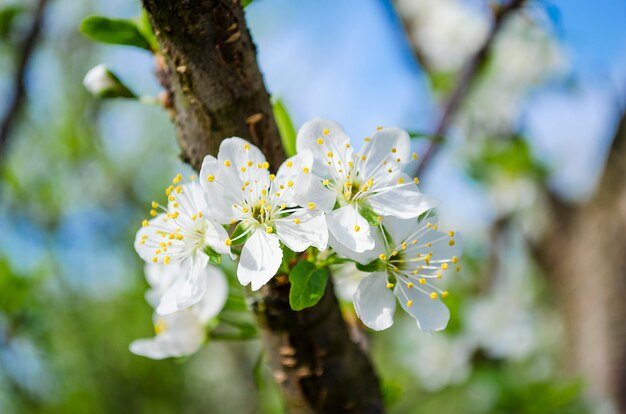 Pflaumenblüte im Frühjahr