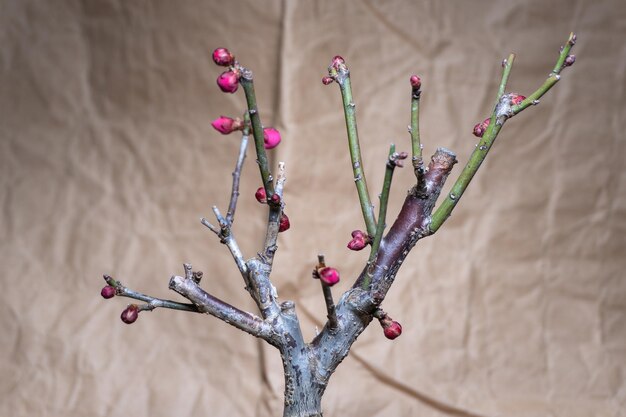 Foto pflaumenblüten bonsai-baum