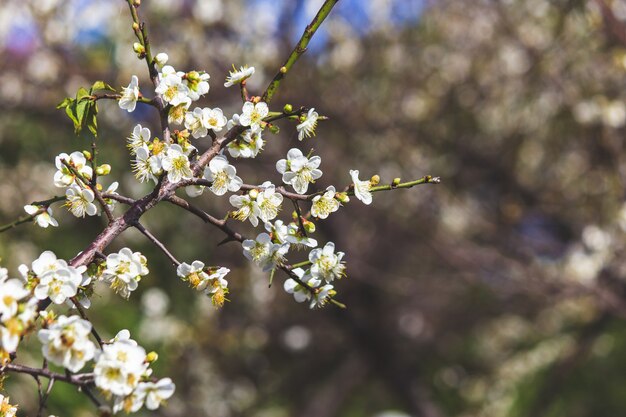 Pflaumenblüten im Winter