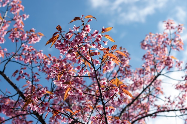 Pflaumenblüten leuchten am blauen Himmel