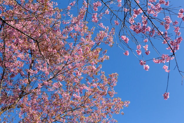 Pflaumenblüten leuchten am blauen Himmel