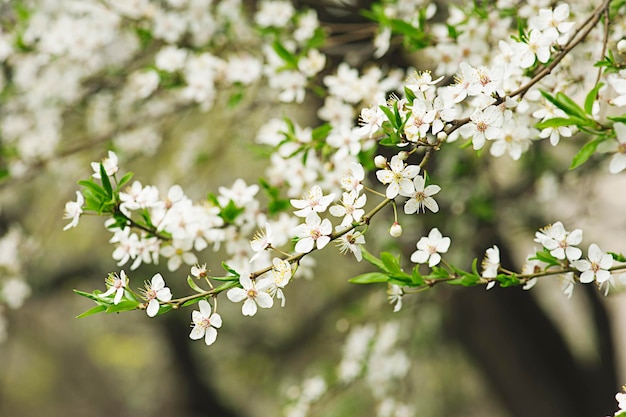 Pflaumenblüten