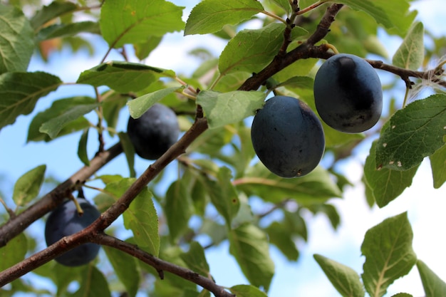 Pflaumenfrüchte am Baum