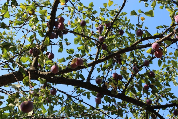 Pflaumenfrüchte hängen am Baum