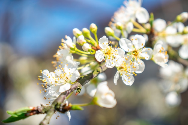 Pflaumenweiße Blumen mit dem weichen Hintergrund, Frühlingszeit