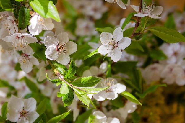 Pflaumenzweige, die reichlich mit zarten weißen Blumen in der Nähe übersät sind