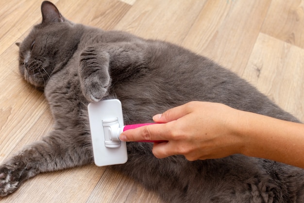 Pflege bürsten grau hübsche süße Katze mit einem speziellen Pinsel