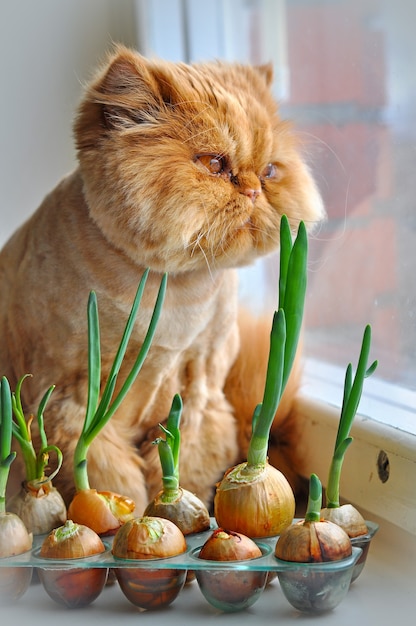 Pflege der lustigen roten Perserkatze mit Frühlingszwiebeln und Blick aus dem Fenster