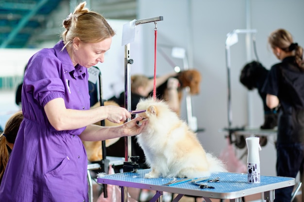 Pflege eines pommerschen Hundes auf einem Pflegetisch in einem Tiersalon