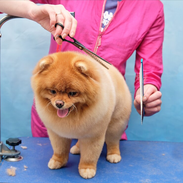 Pflege eines pommerschen Hundes