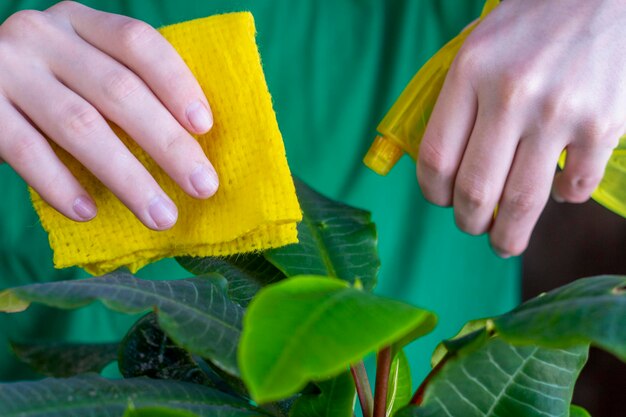 Pflege für Innenblumen.Ein junger Mann wischt den Staub von den Blättern einer Blume.