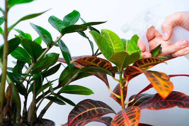 Pflege für Zimmerpflanzen Hände wischen Staub von den Blättern der Blumen Zamioculcas und Ficus