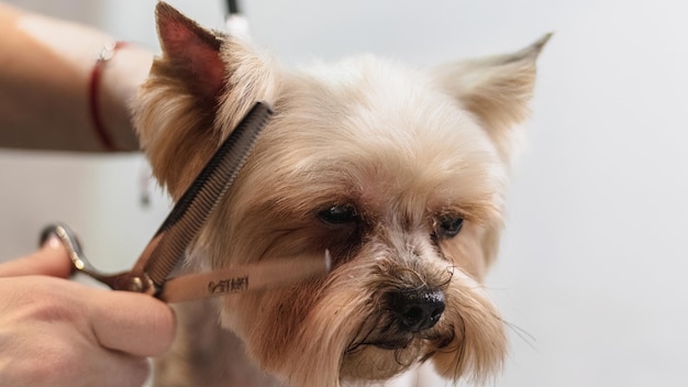 Pflege und Bürsten des Yorkshire Terriers zu Hause durch einen professionellen Groomer