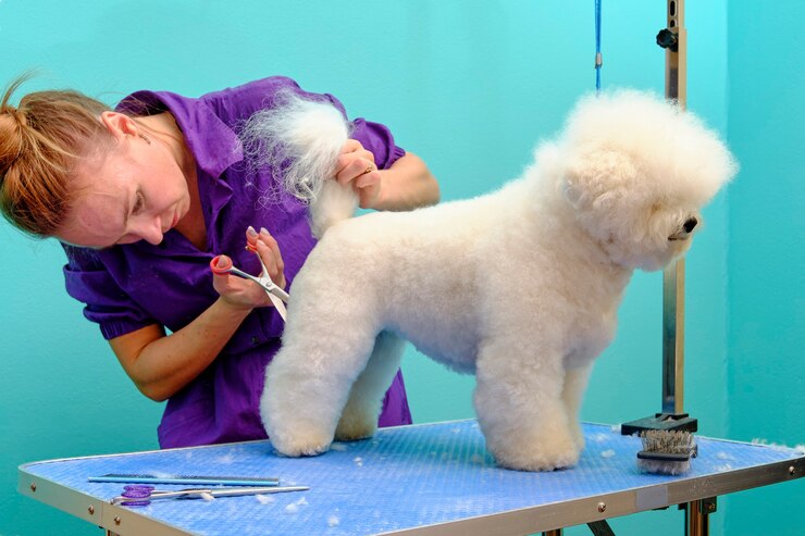Pflege und Pflege eines Bichon-Hundes in einem Tiersalon.