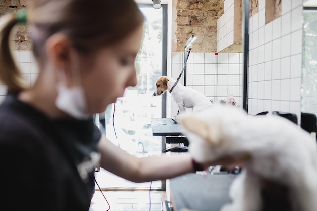 Pflege von Hunden und Kleintieren im Friseursalon hochwertiges Foto