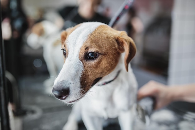 Pflege von Hunden und Kleintieren im Friseursalon hochwertiges Foto