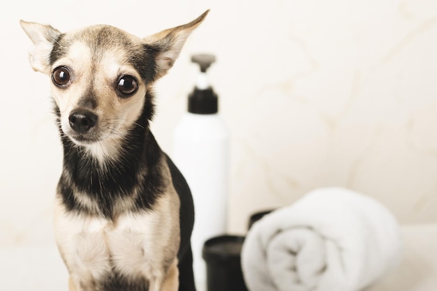 Pflege von Hundewelpen kleiner Terrier im Tiersalon mit Shampoo für Tiere