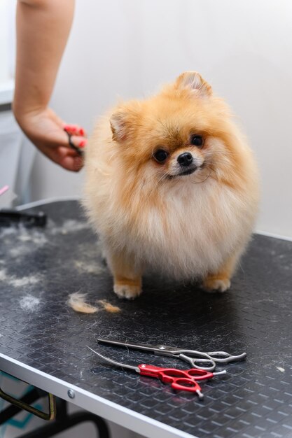 Pflegehunde Spitz Pomeranian in der Kabine Professionelle Pflege des Hundes