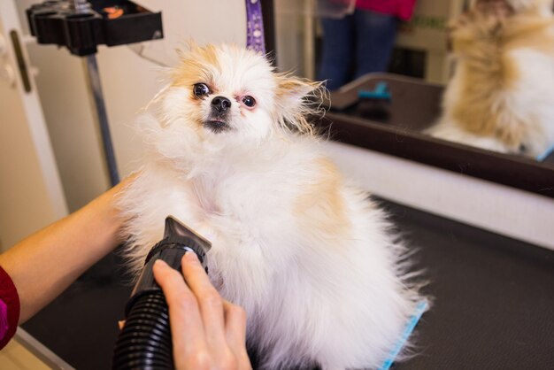 Pflegehunde Spitz Pomeranian in der Kabine.