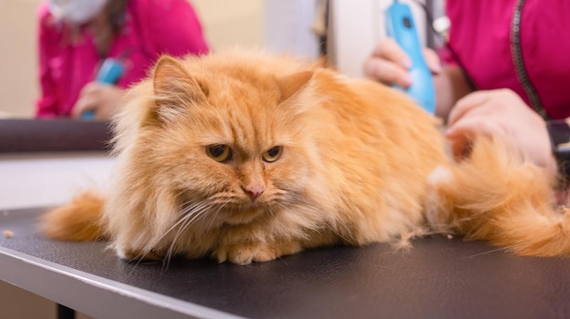 Pflegekatze mit Werkzeug zum Haarausfall. Medizin, Haustier, Tiere, Gesundheitsversorgung und Menschenkonzept.