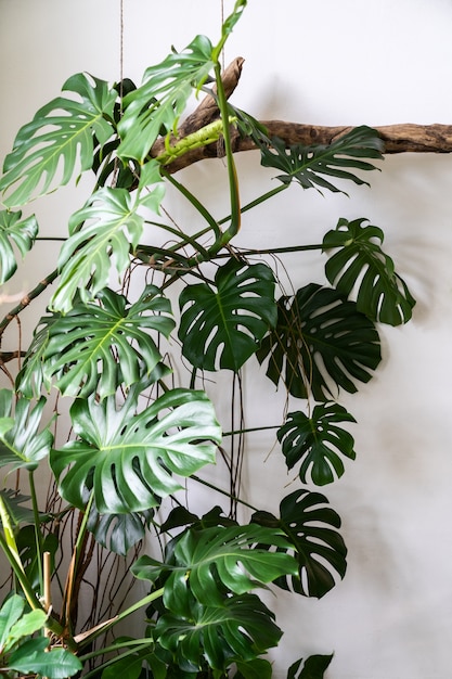 Pflegeleichte Monstera-Zimmerpflanze zu Hause über weißer Mauer, Großstadtdschungel.