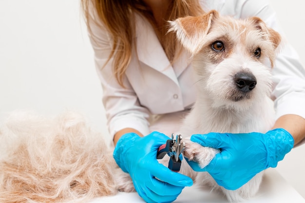 Pflegeverfahren in einer Tierklinik. Ein Mädchen in einem weißen Mantel und blauen Handschuhen schneidet die Pfotennägel eines Jack Russell Terrier-Welpen.