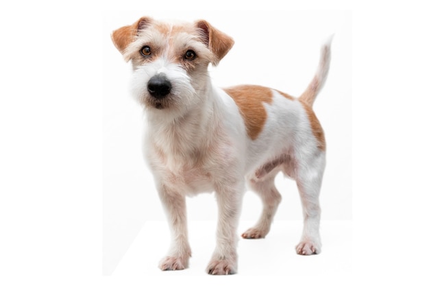 Pflegeverfahren in einer Tierklinik. Jack-Russell-Terrier-Welpe nach dem Trimmen isoliert auf weißem Hintergrund.