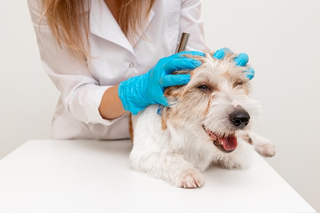 Pflegeverfahren in einer Tierklinik. Mädchen in blauen Handschuhen und einem weißen Kittel streichelte Jack Russell Terrier auf dem Tisch vor dem Schneiden