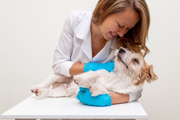 Pflegeverfahren in einer Tierklinik. Mädchen in blauen Handschuhen und einem weißen Kittel streichelte Jack Russell Terrier auf dem Tisch vor dem Schneiden