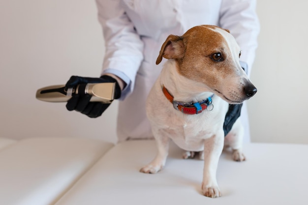 Pflegeverfahren in einer Veterinärklinik ein Mädchen in weißem Mantel und schwarzen Handschuhen entfernt und trimmt