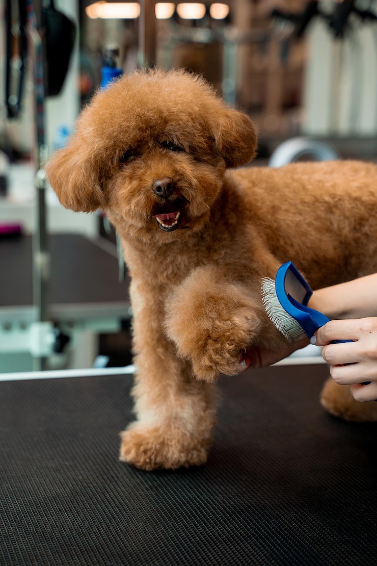 Foto pflegewerkstatt kämmen von flauschigem haustier mit professioneller pinsel schöne maltipoo steht gehorsam, während der pflegearbeiter mit dem hundeshedding-werkzeug den welpen von schmutz reinigt