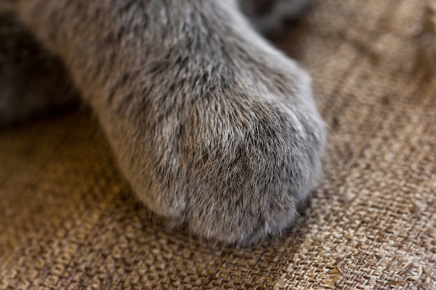 Pfote der kleinen Katze. schönes weiches Fell